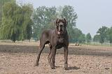 DOGUE ALLEMAND 467